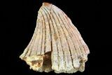 Fossil Sawfish Dermal Denticle - Kem Kem Beds, Morocco #81336-1